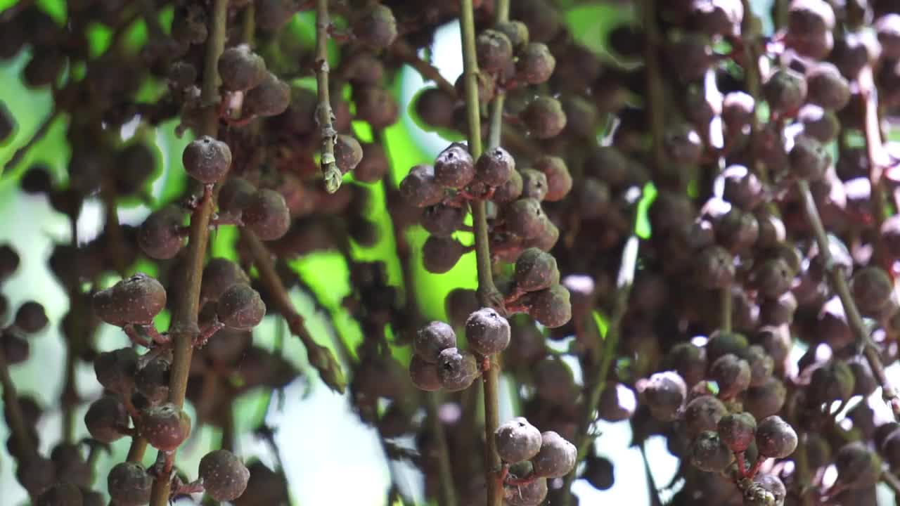 无花果属Pungens的果实。榕树是桑科木本乔木、灌木、藤本、附生和半附生植物的一个属，约850种。视频下载