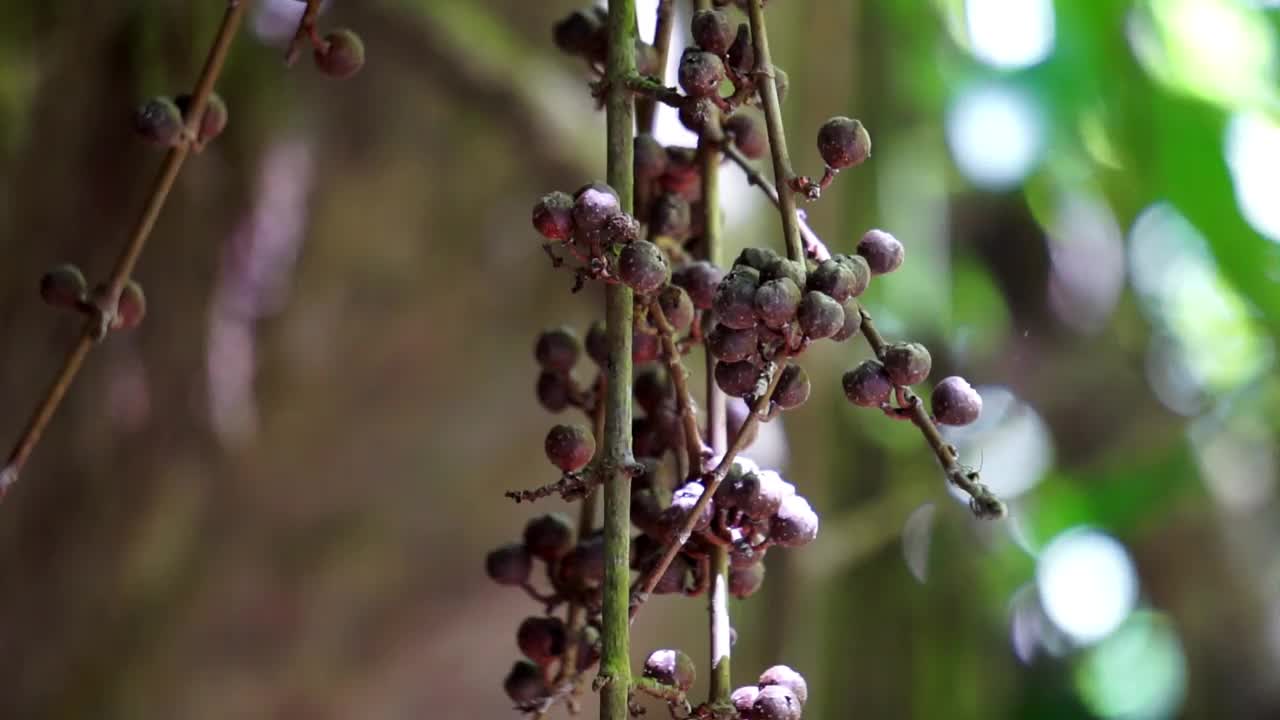 无花果属Pungens的果实。榕树是桑科木本乔木、灌木、藤本、附生和半附生植物的一个属，约850种。视频下载