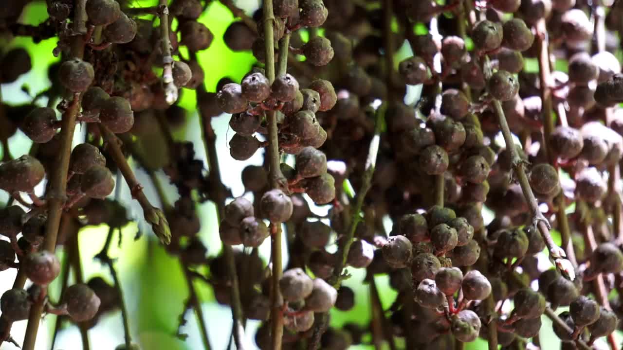 无花果属Pungens的果实。榕树是桑科木本乔木、灌木、藤本、附生和半附生植物的一个属，约850种。视频下载