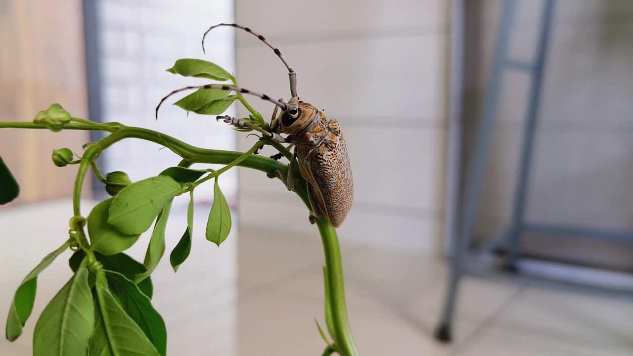 长角甲虫，天牛科视频素材