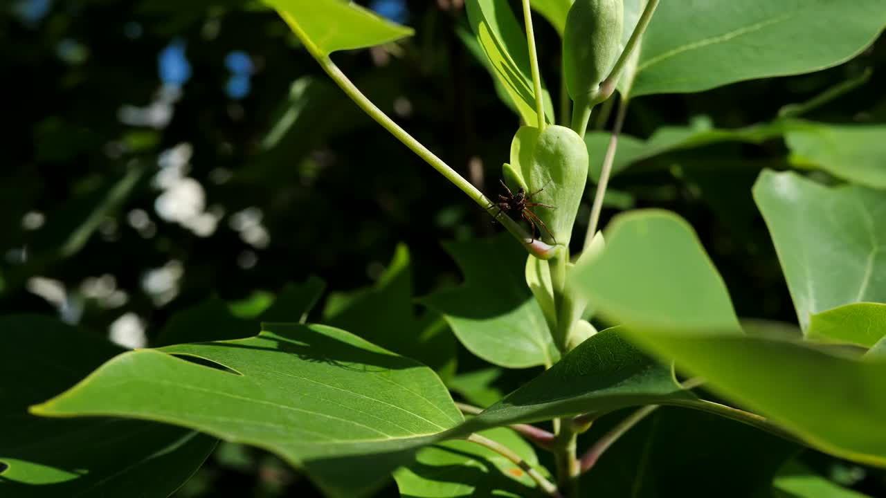 在阳光明媚的日子里，一只大蜘蛛坐在树枝上的大绿叶上。视频下载