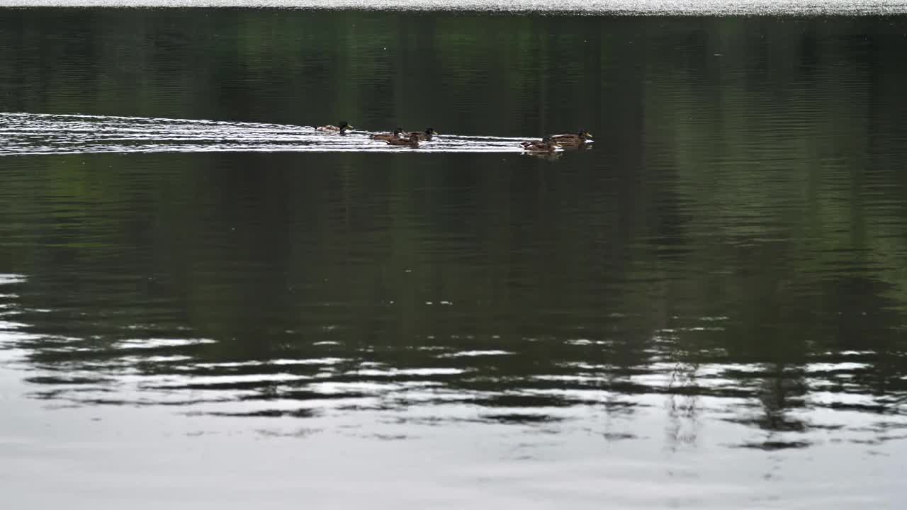 一群野鸭在湖上游泳视频素材