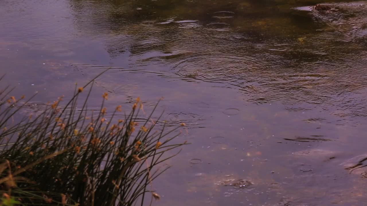 夏雨视频下载