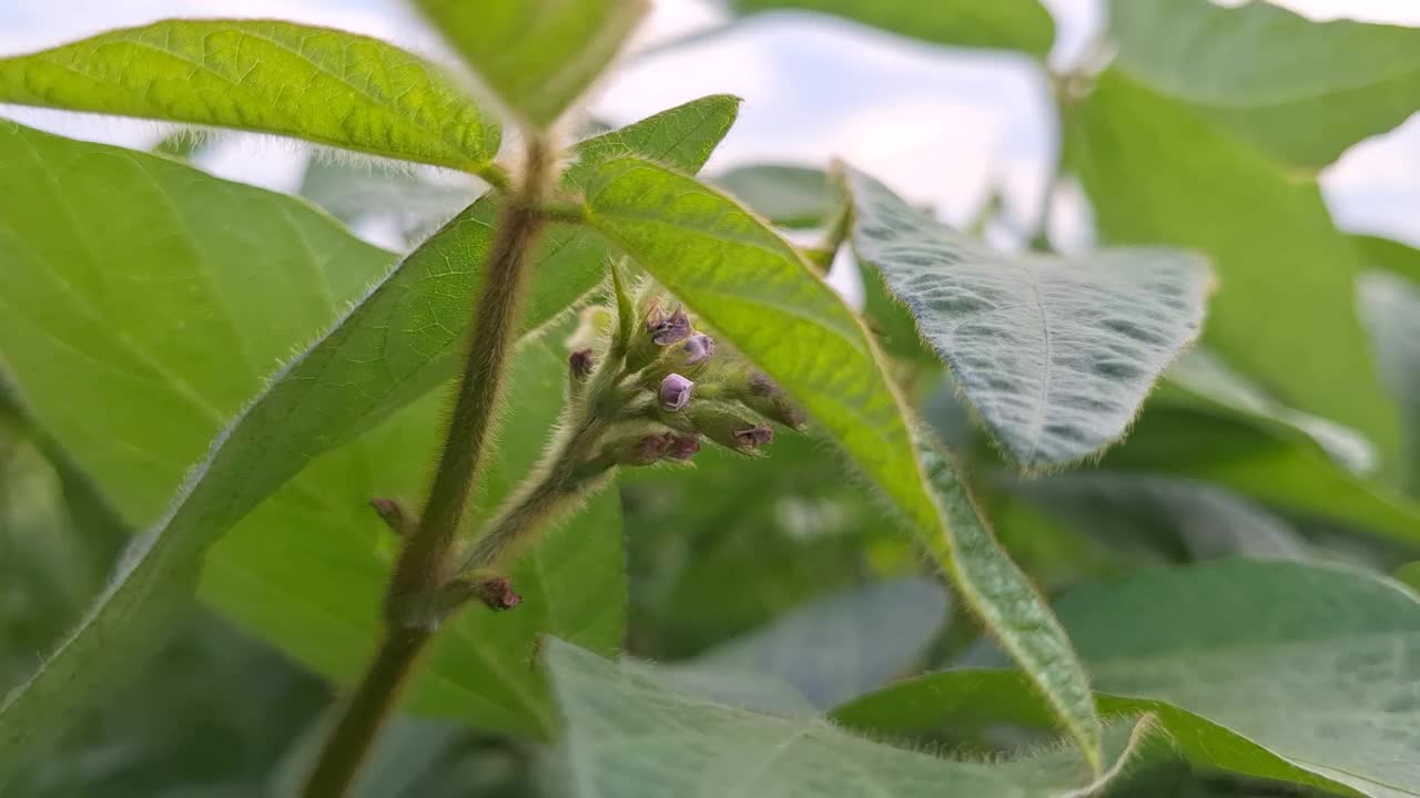 在一个阳光明媚的下午，在郁郁葱葱的花园里探索充满活力的绿叶和大自然的纹理视频下载