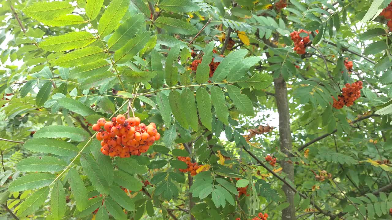 夏末，在郁郁葱葱的森林里，探索山灰树上充满活力的红色浆果视频下载