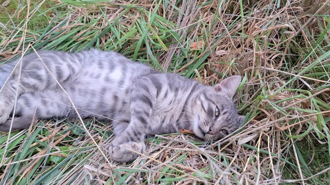 在一个阳光明媚的下午，一只顽皮的小猫在郁郁葱葱的绿草地上伸懒腰视频下载