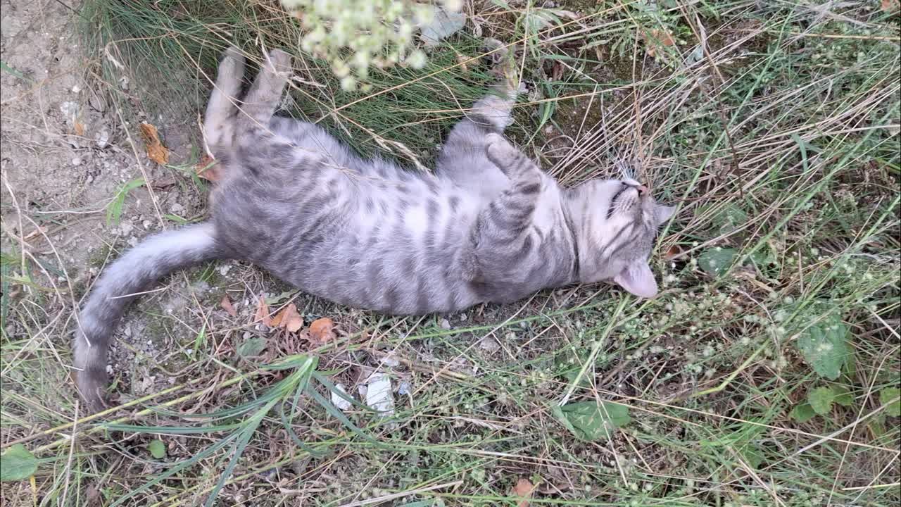 在一个阳光明媚的下午，在宁静的户外环境中，一只顽皮的猫在草地上打滚视频下载