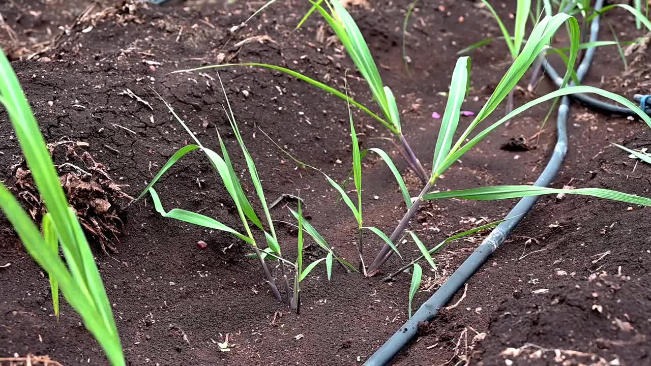 甘蔗在地里生长。种植甘蔗视频下载