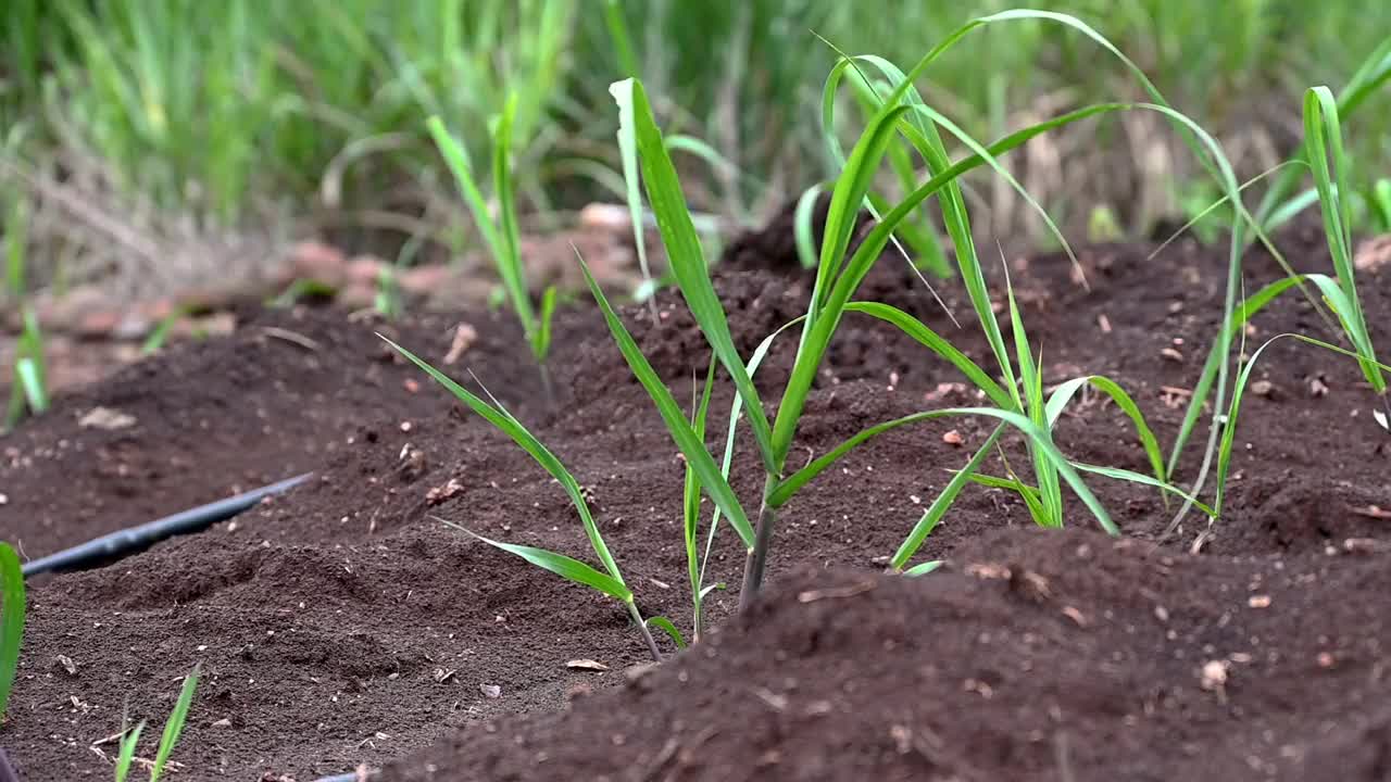 甘蔗在地里生长。种植甘蔗视频素材