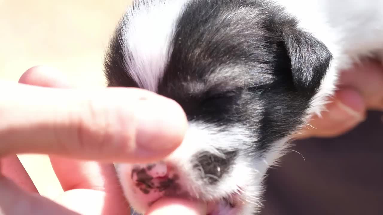 小狗在等待喂食时吮吸手指视频素材