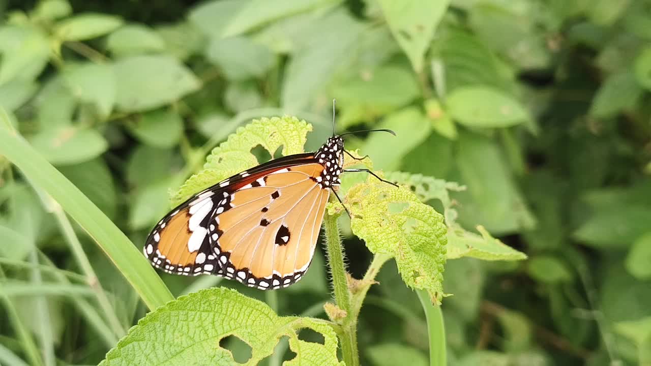 平原虎(Danaus chrysippus)蝴蝶视频素材