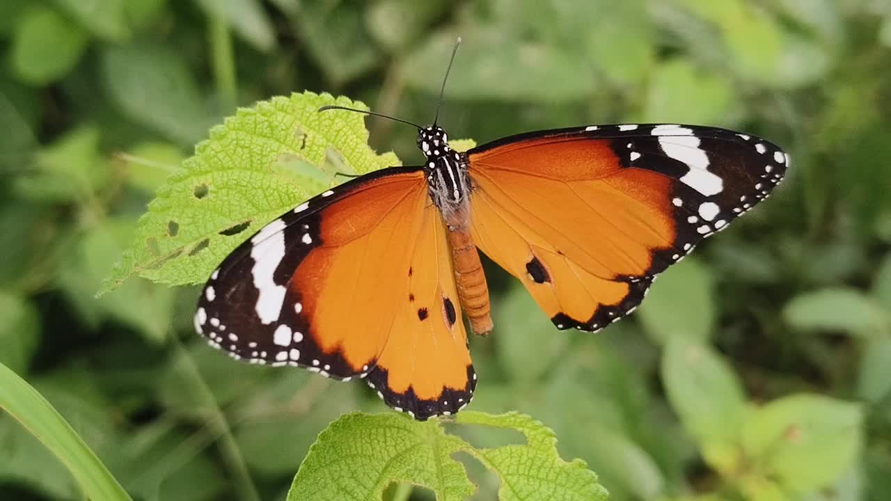 平原虎(Danaus chrysippus)蝴蝶视频下载