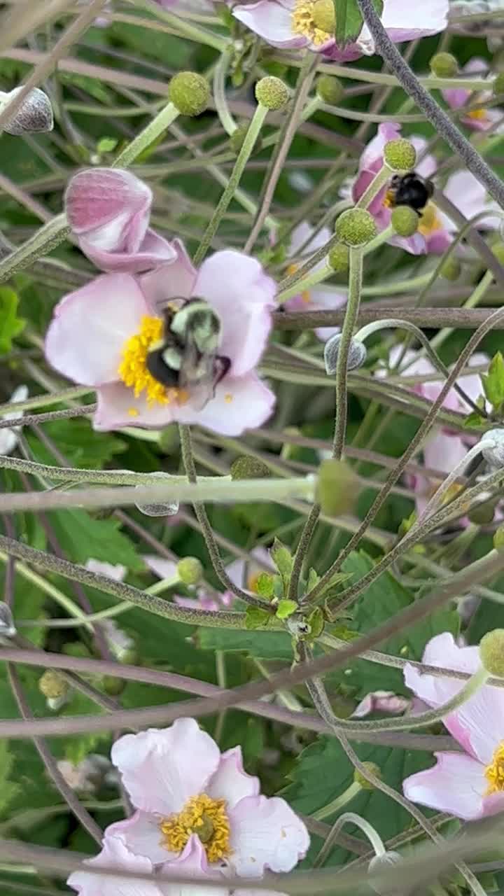 日本银莲花与蜜蜂视频下载