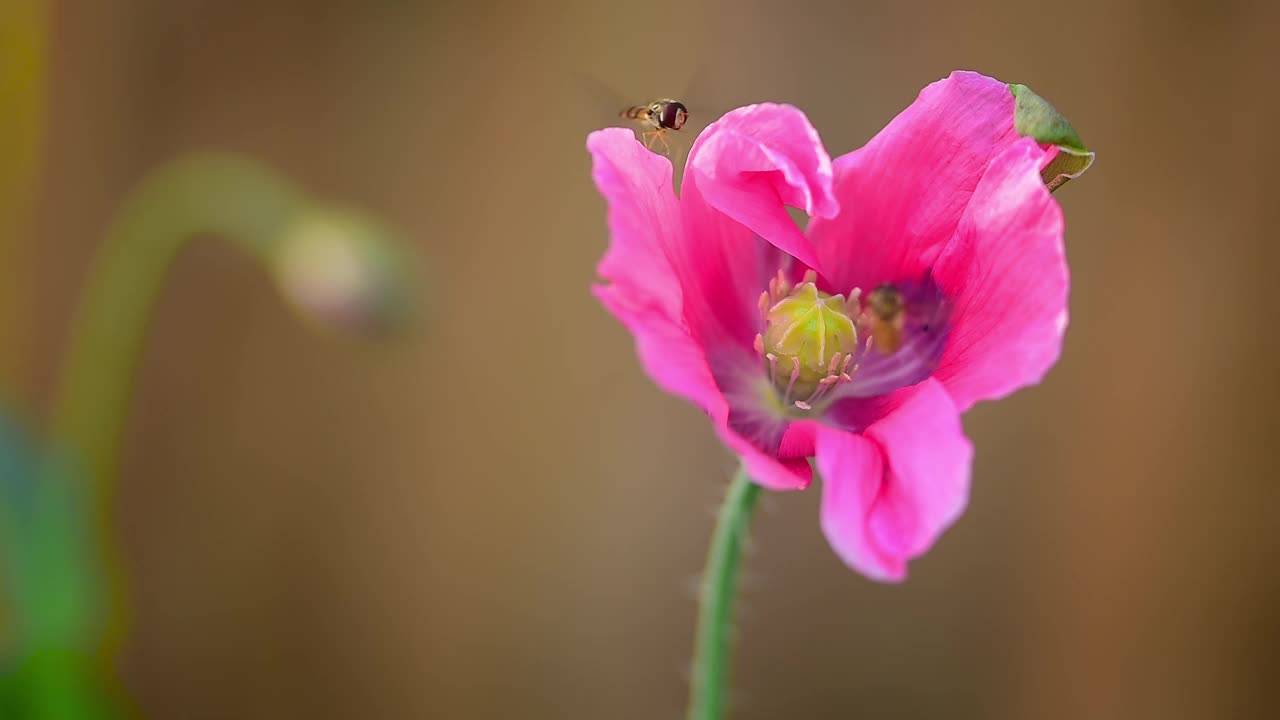 蜜蜂在粉红色的罂粟花上视频下载