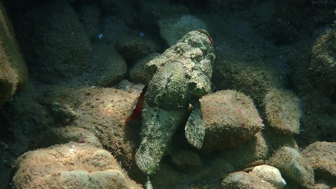 流苏蝎子鱼(Scorpaenopsis oxycephala)栖息在红海珊瑚礁附近视频素材