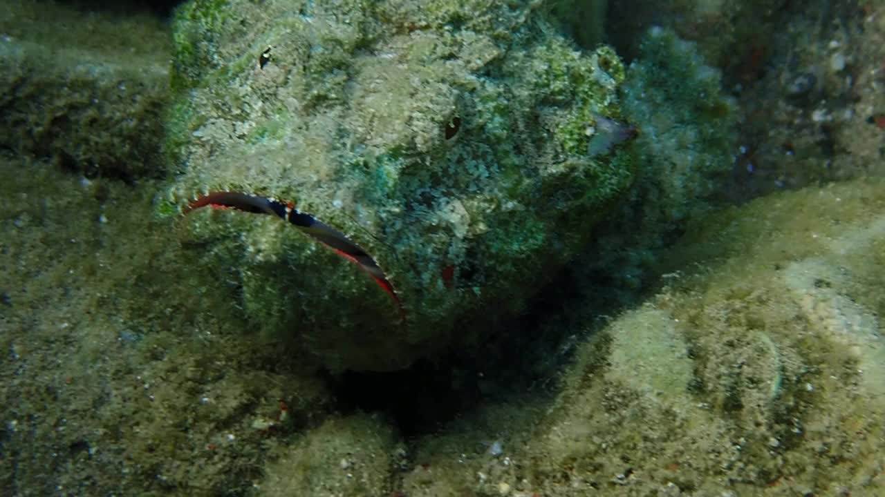 流苏蝎子鱼(Scorpaenopsis oxycephala)栖息在红海珊瑚礁附近视频下载