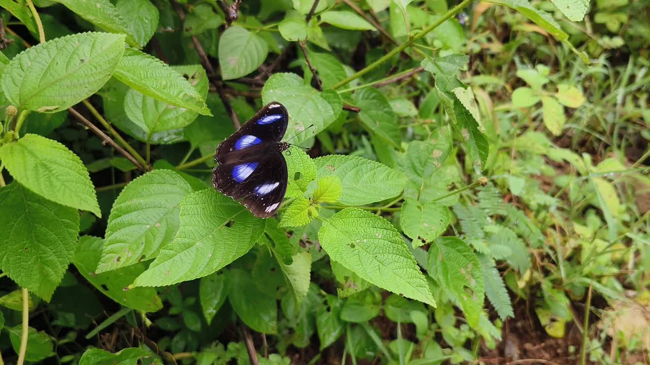 蓝月蝶(学名:Hypolimnas bolina)，普通的蛋蝴蝶视频下载