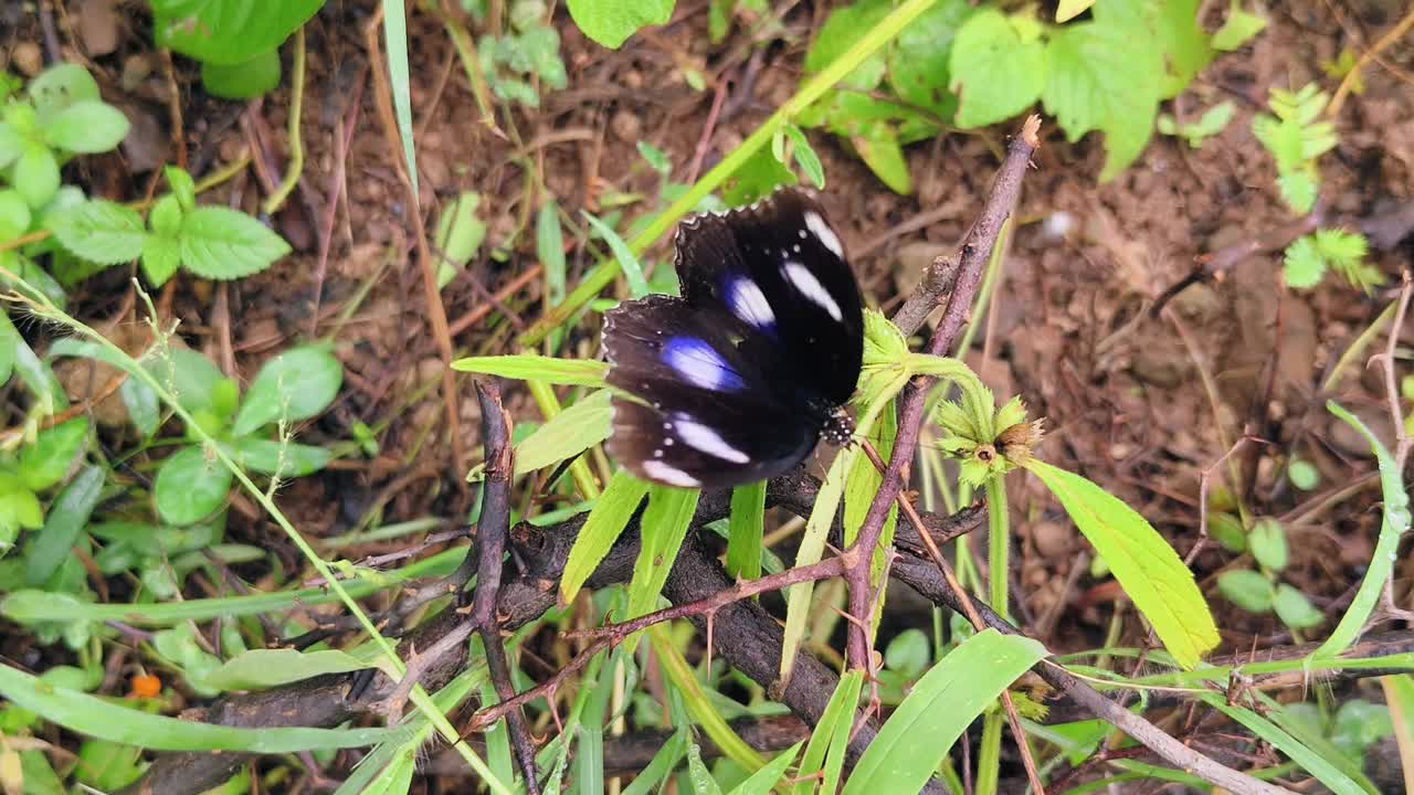 蓝月蝶(学名:Hypolimnas bolina)，普通的蛋蝴蝶视频素材