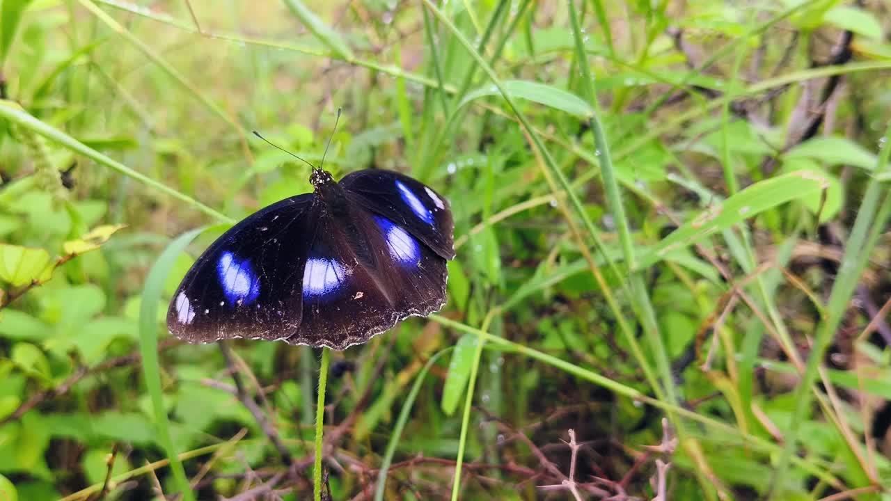 蓝月蝶(学名:Hypolimnas bolina)，普通的蛋蝴蝶视频下载