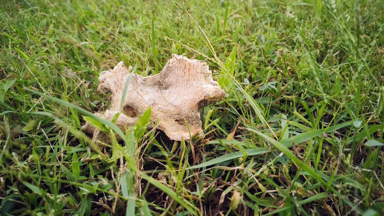 骷髅景观视频下载