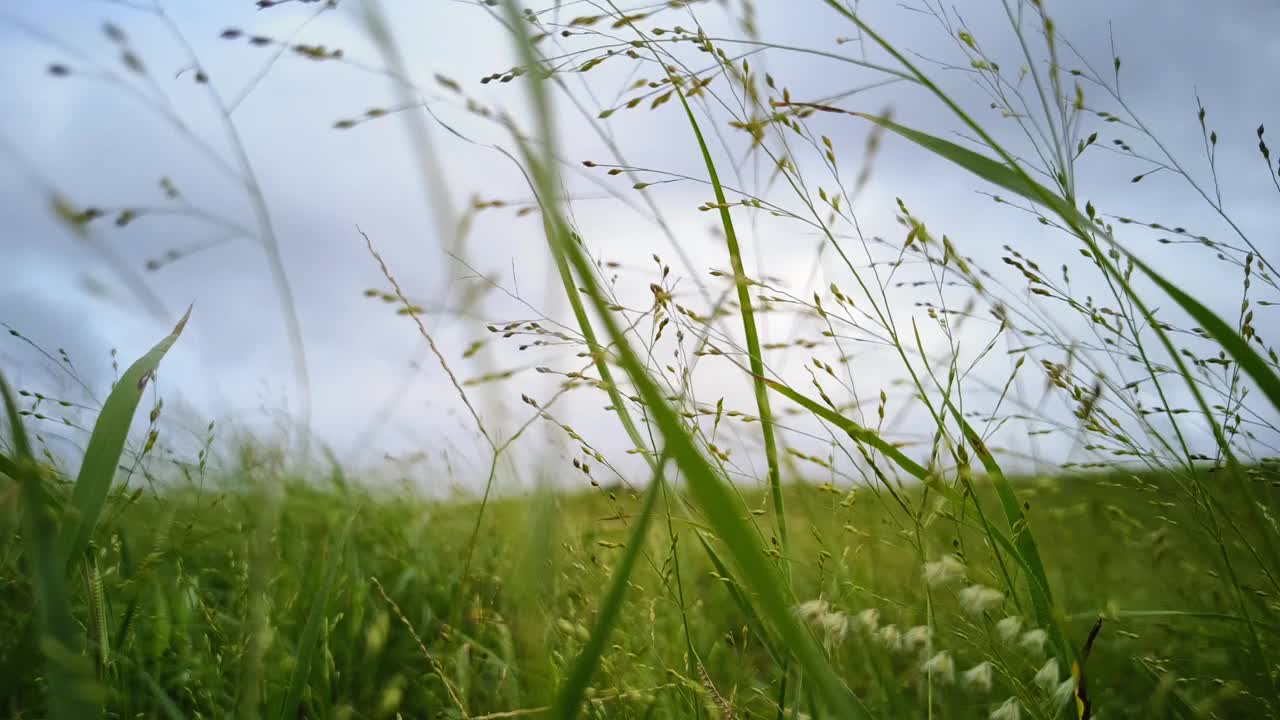 草地景观视频素材