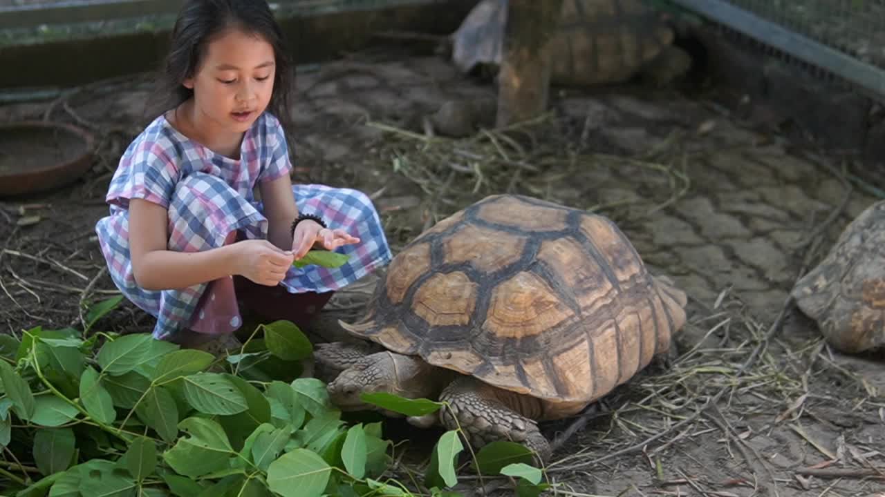 泰国的孩子们和家里养的乌龟玩得很开心视频下载