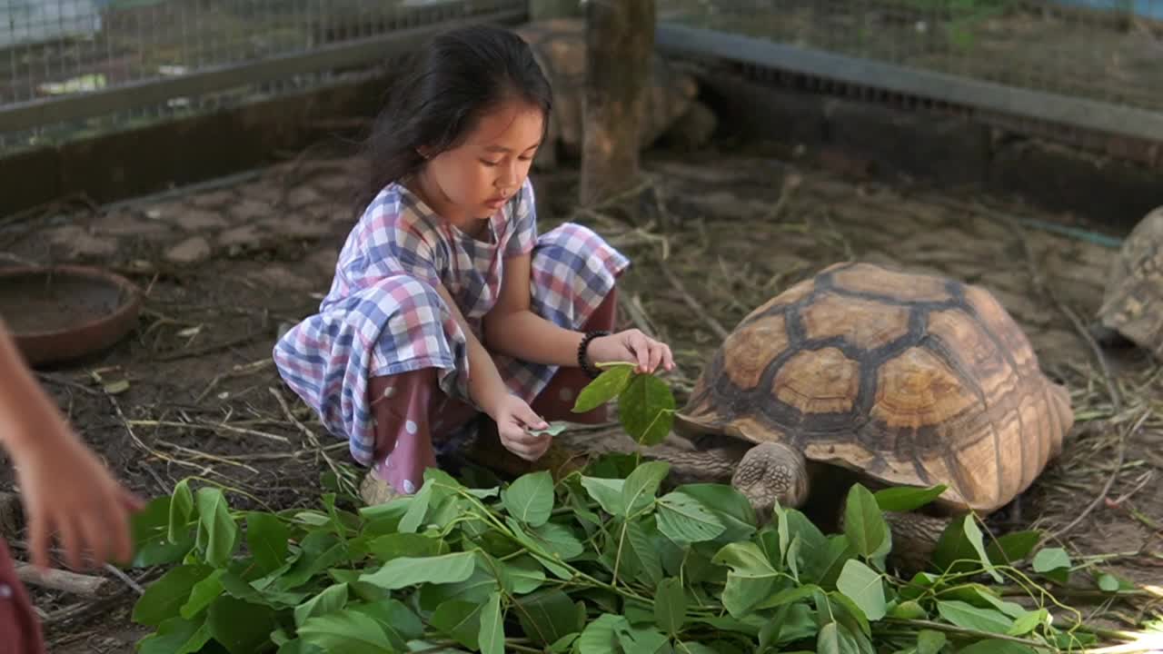 泰国的孩子们和家里养的乌龟玩得很开心视频下载