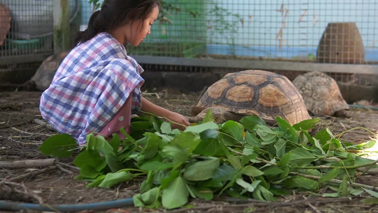 泰国的孩子们和家里养的乌龟玩得很开心视频下载