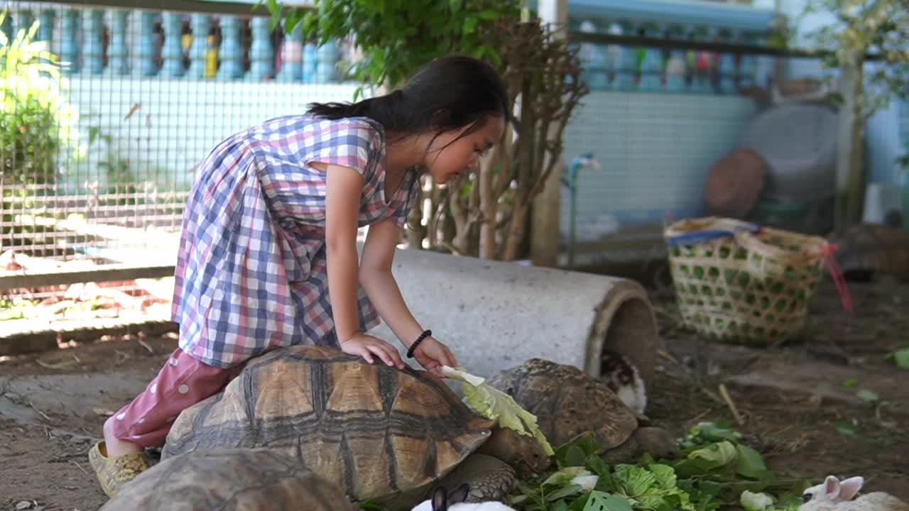 泰国的孩子们和家里养的乌龟玩得很开心视频下载