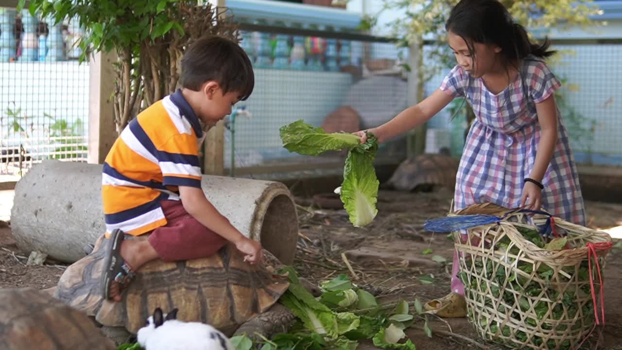 泰国的孩子们和家里养的乌龟玩得很开心视频下载