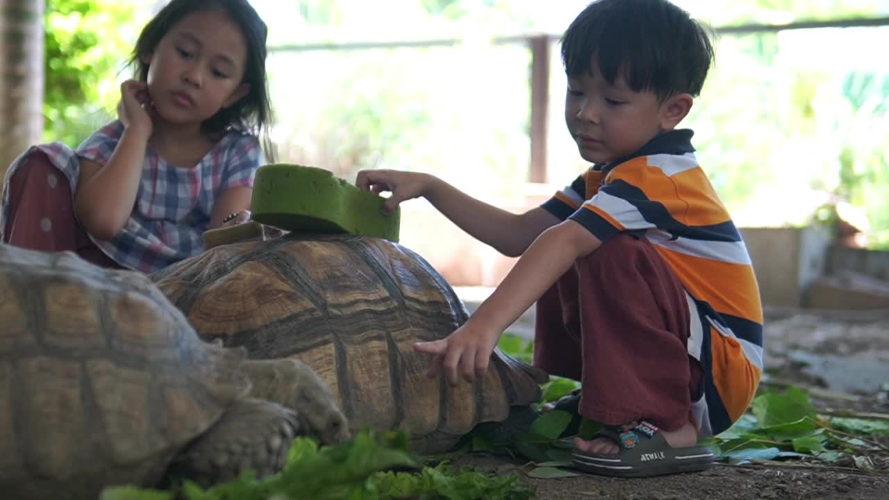 泰国的孩子们和家里养的乌龟玩得很开心视频下载