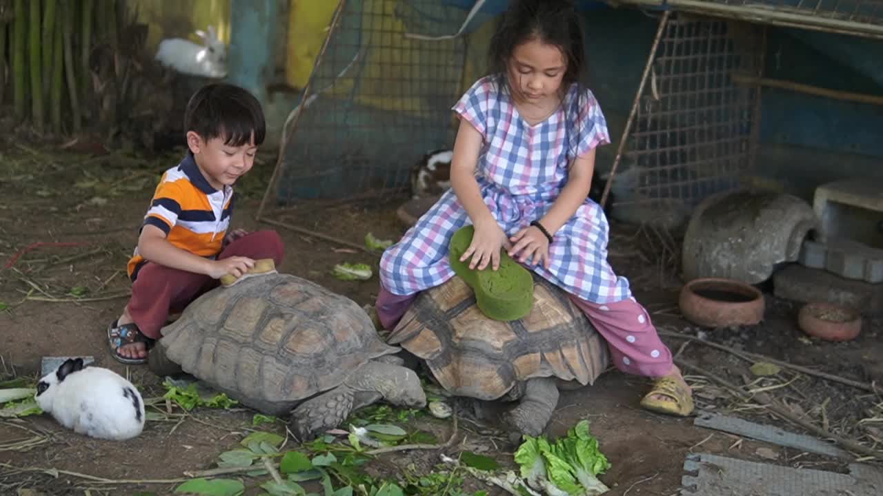 泰国的孩子们和家里养的乌龟玩得很开心视频下载