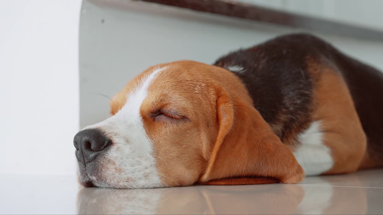 一只可爱的小猎犬小狗睡在房子的地板上。爱狗人士概念视频下载