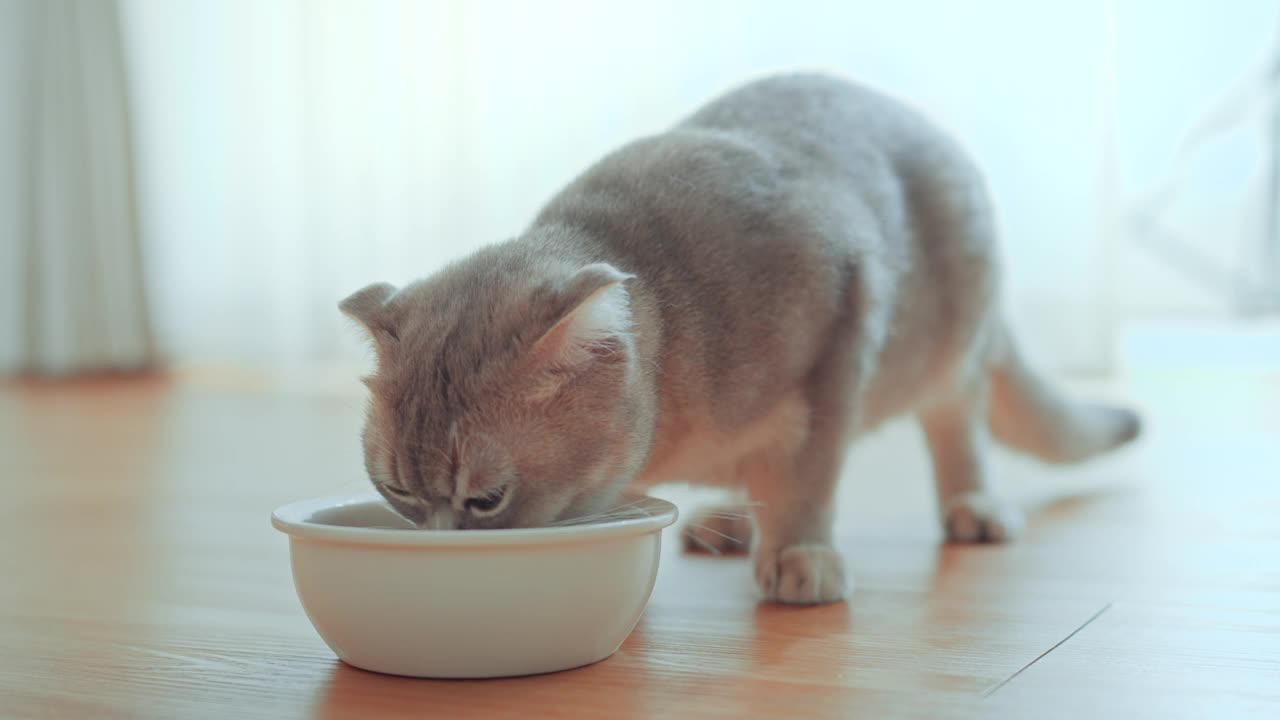 苏格兰折耳猫正在吃碗里的食物。家庭宠物喂养。宠物护理。为宠物提供均衡营养。视频下载