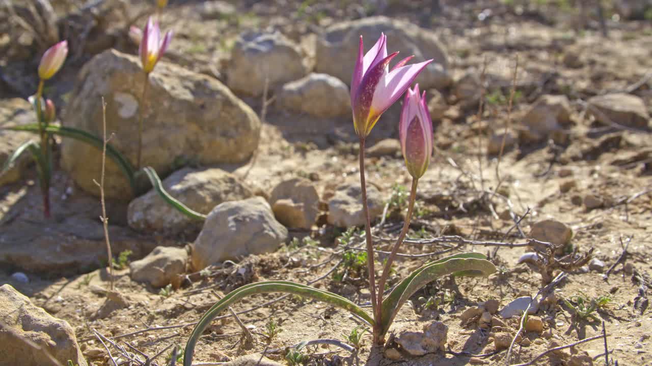 郁金香多色(Tulipa polychroma)视频下载