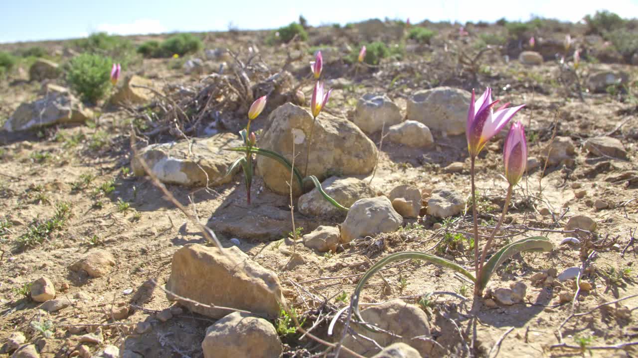 郁金香多色(Tulipa polychroma)视频下载