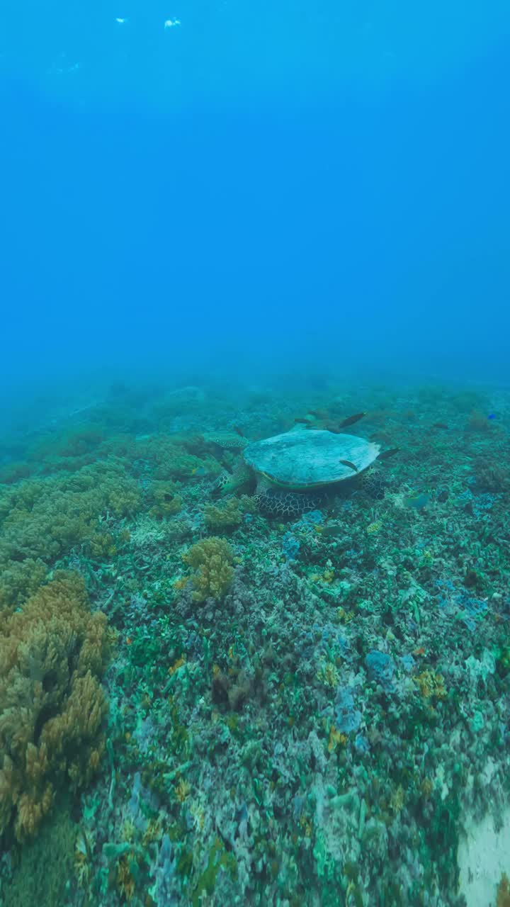 野生动物海龟在珊瑚水域游泳。美丽的玳瑁海龟在户外海洋国家公园。在Coast Sun Clear查看Chelonia Mydas。自然生物多样性亚洲动物。深夏冒险视频素材