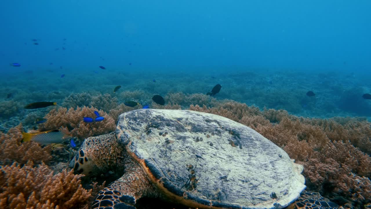 野生动物海龟在蓝水海洋中游泳。美丽的玳瑁海龟在户外海洋国家公园。在Coast Sun Clear查看Chelonia Mydas。自然生物多样性亚洲动物。深夏冒险视频下载