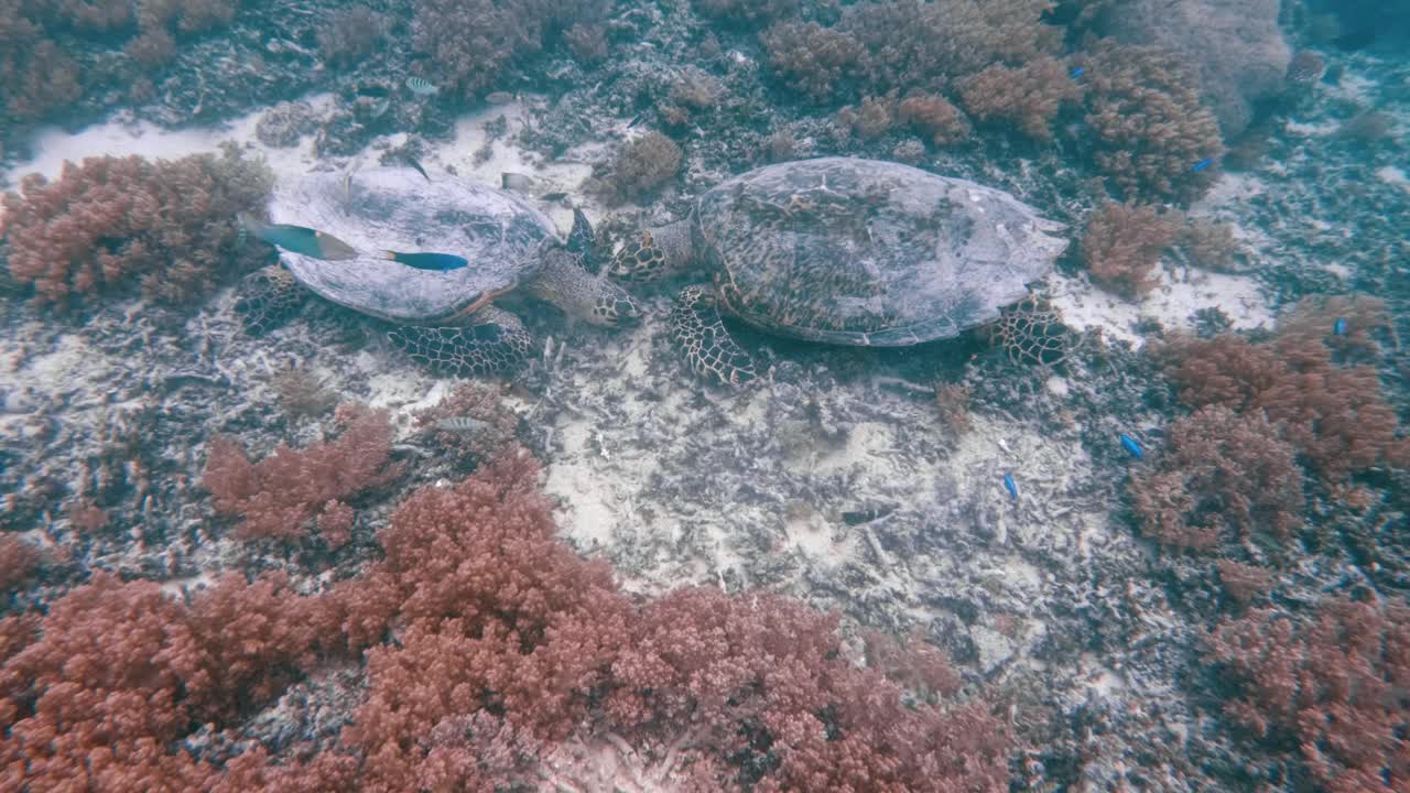 野生动物海龟在珊瑚水域游泳。美丽的玳瑁海龟在户外海洋国家公园。在Coast Sun Clear查看Chelonia Mydas。自然生物多样性亚洲动物。深夏冒险视频下载