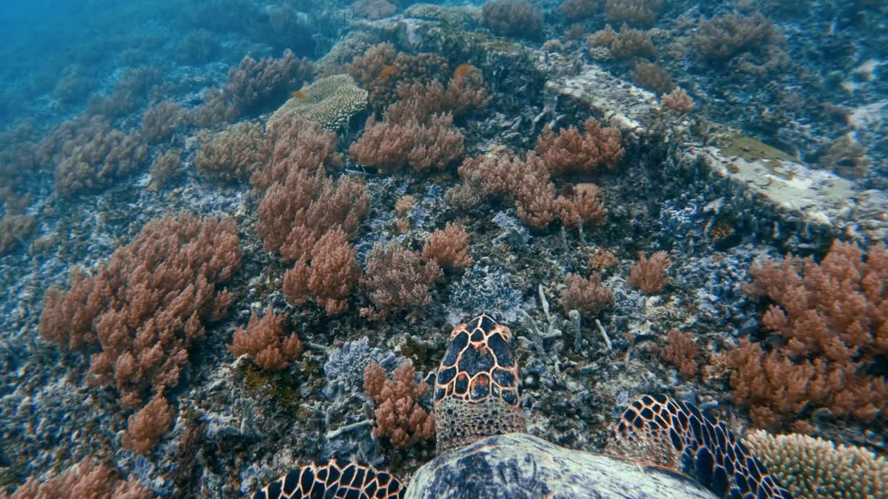 野生动物海龟在蓝水海洋中游泳。美丽的玳瑁海龟在户外海洋国家公园。在Coast Sun Clear查看Chelonia Mydas。自然生物多样性亚洲动物。深夏冒险视频下载