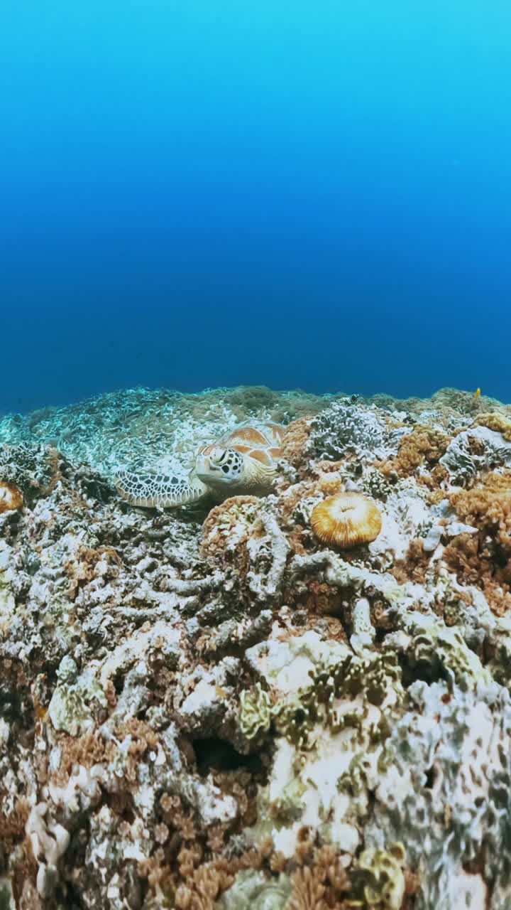 野生动物海龟看蓝水海洋特写。美丽的绿海龟在户外海洋国家公园。在Coast Clear查看Chelonia Mydas。自然生物多样性亚洲动物。深夏冒险视频下载