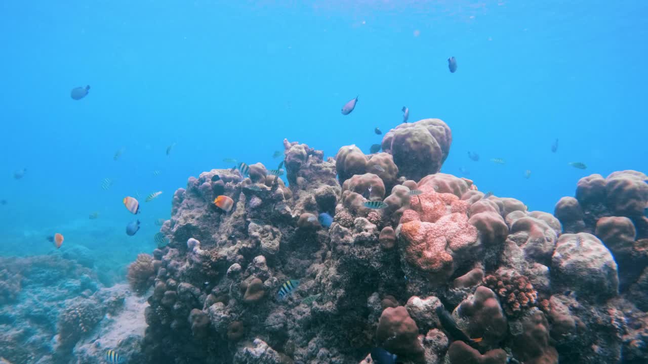 美丽的水下彩色热带珊瑚礁和海鱼。探索海洋中的野生动物风景。平静的海洋浮潜在亚洲珊瑚礁。明亮充满活力的生物多样性海洋动植物深度世界视频下载