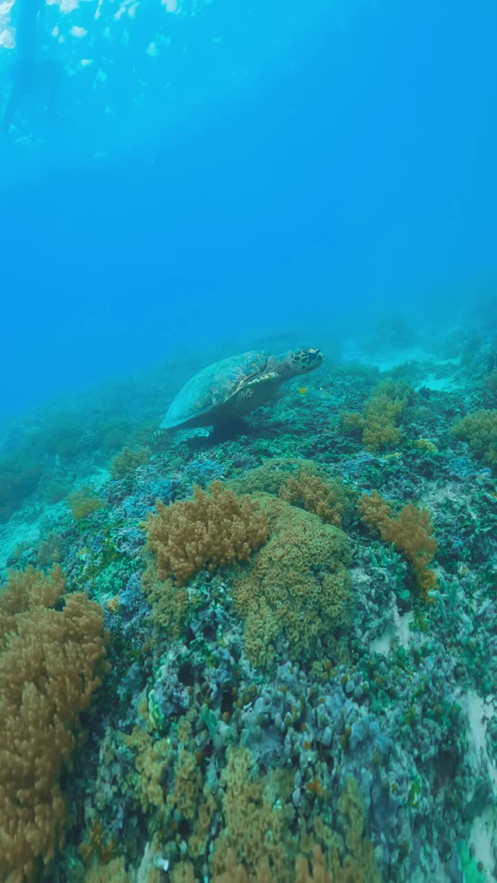 美丽的海龟在野生水域潜水海洋特写。户外海洋国家公园里的绿海龟。在蓝色清澈的水中观看切洛尼亚米达斯。亚洲动物的自然生物多样性。深夏冒险视频下载