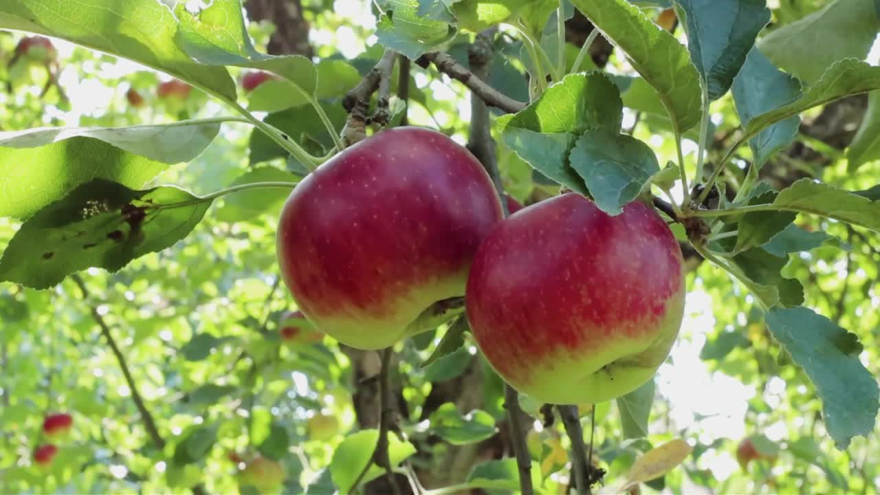 花园里树上成熟多汁的绿苹果和红苹果。收获季节的苹果和水果视频素材