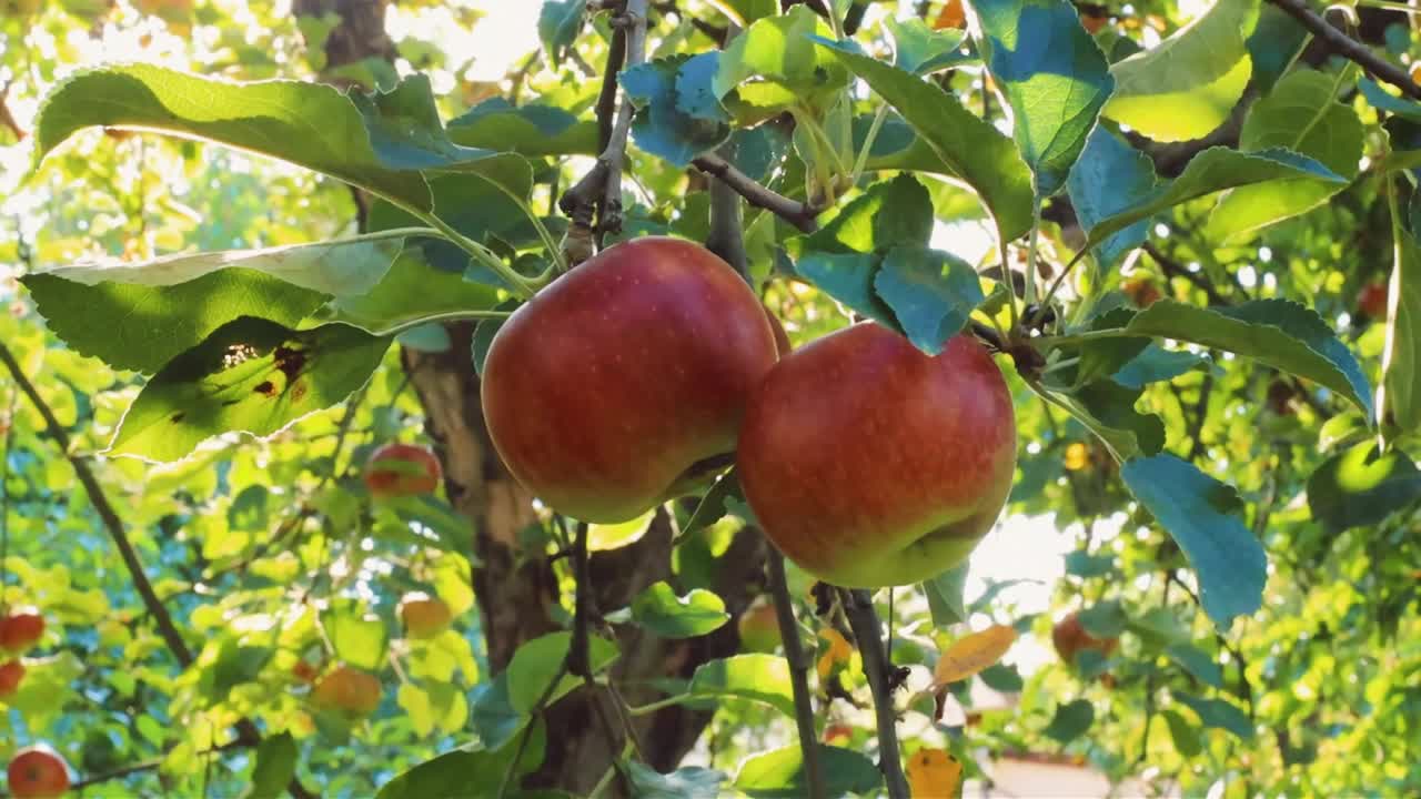 花园里树上成熟多汁的绿苹果和红苹果。收获季节的苹果和水果视频下载