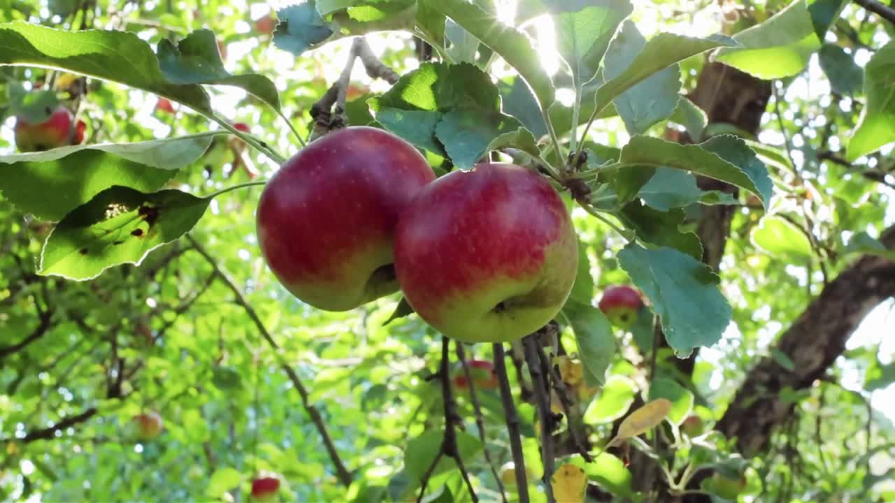 花园里树上成熟多汁的绿苹果和红苹果。收获季节的苹果和水果视频下载