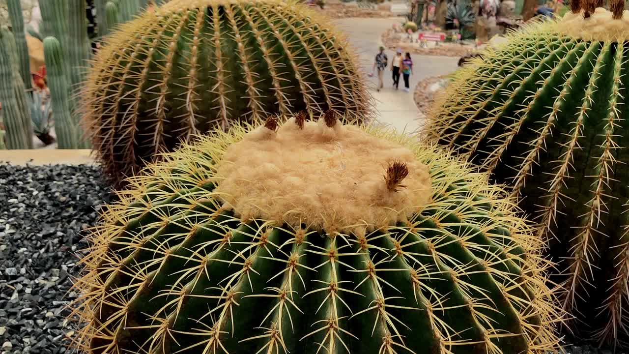 仙人掌一种大而圆的仙人掌，有尖锐的刺和彩色的花。视频下载