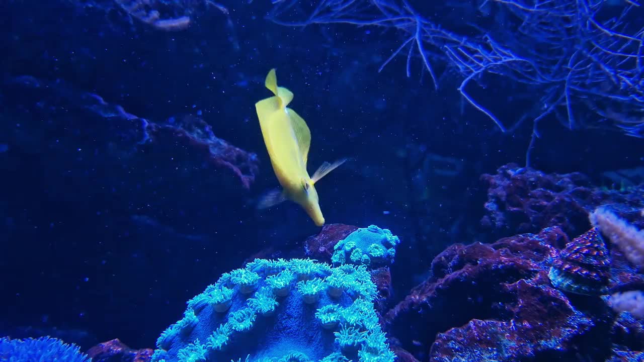 水族馆中的黄斑马鱼。水族馆鱼类视频下载