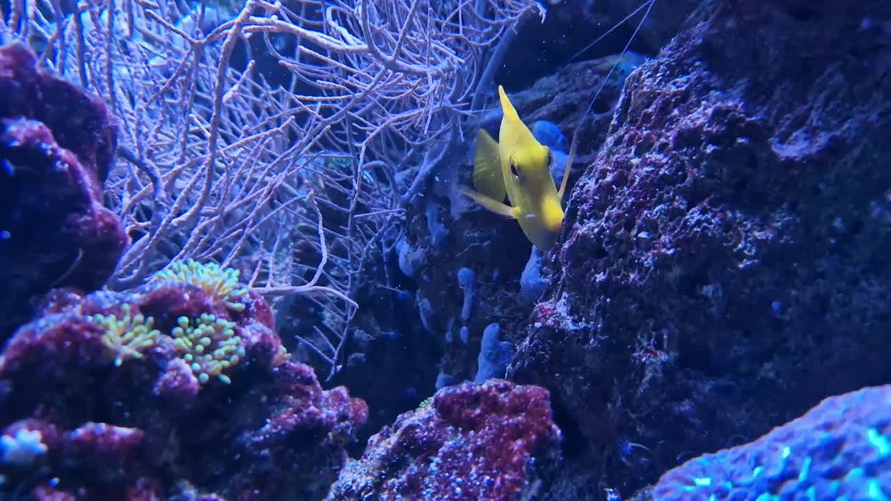 水族馆中的黄斑马鱼。水族馆鱼类视频下载