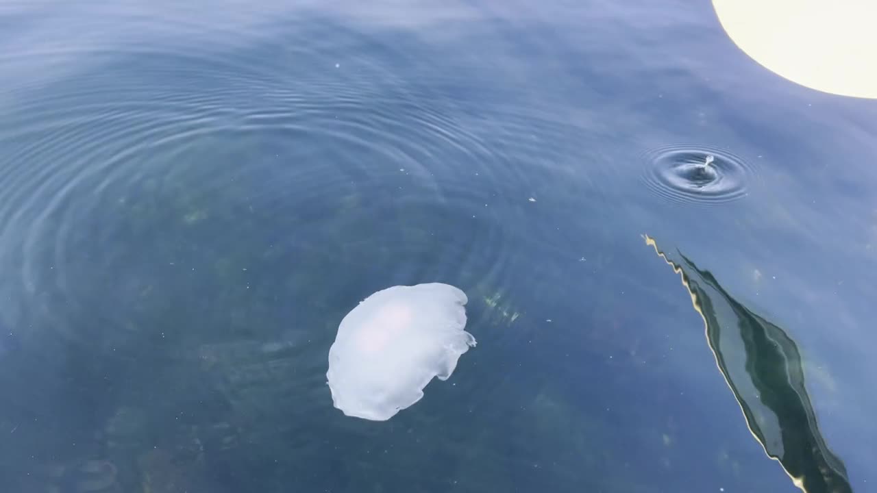 小白水母视频下载